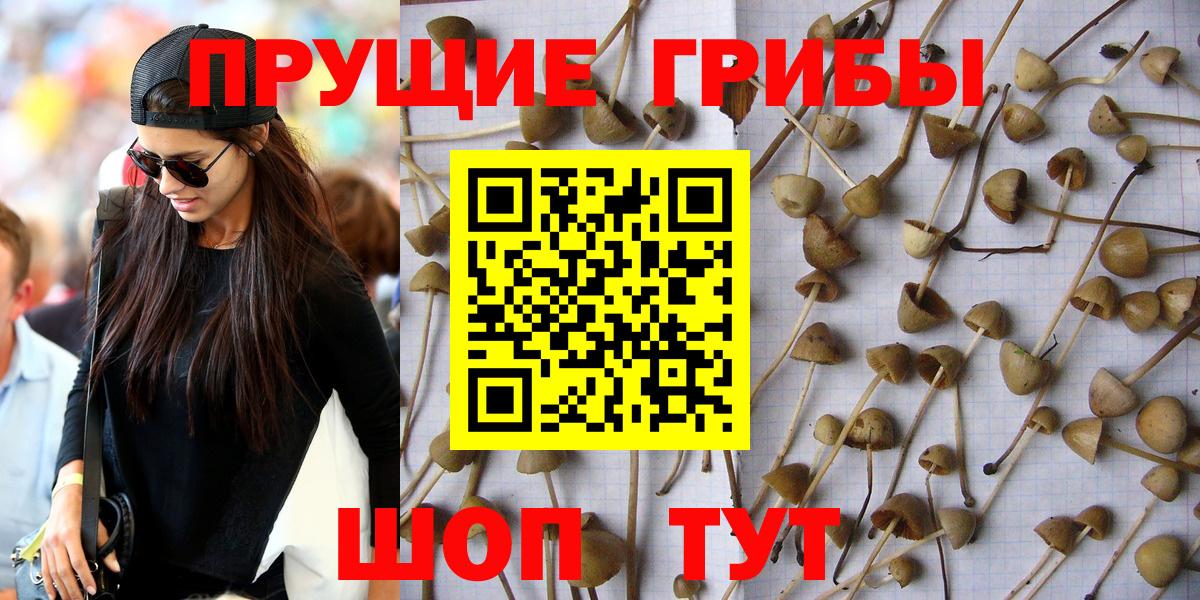 Галлюциногенные грибы Psilocybine cubensis  Вход с VPN  Красноперекопск  Псилоцибиновые грибы Psilocybine cubensis 